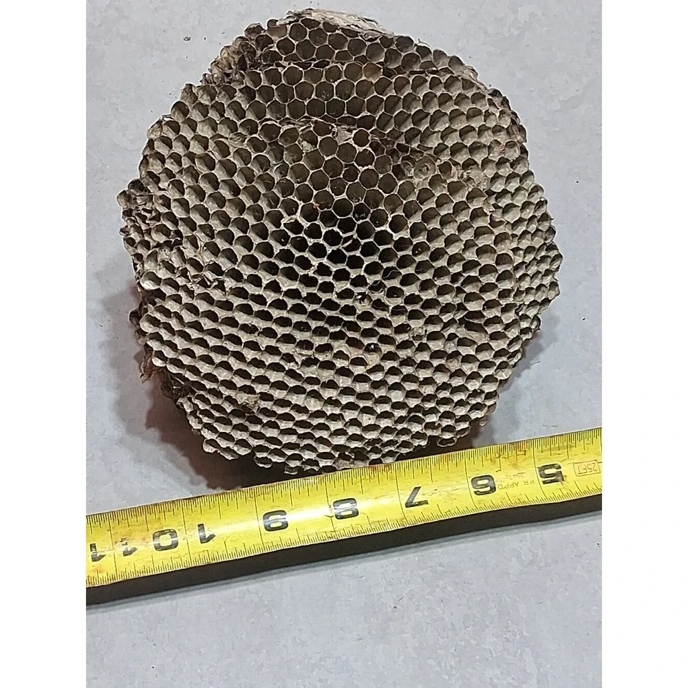 Empty Dried Hornet / Wasp Nest 6 Layers Educational Decoration Taxidermy BEE